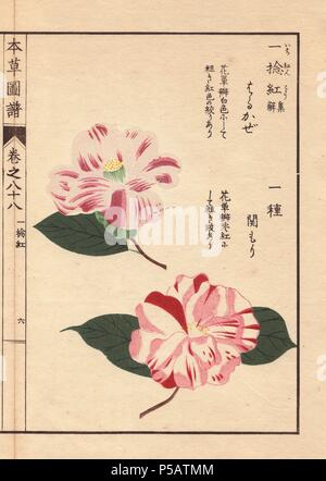 Die weißen und rosa Kamelien arukaze" und "ekimori'. . Thea japonica Nois. forma. Farbe gedruckten Holzschnitt Kupferstich von Kan'en Iwasaki von "Honzo Zufu", eine illustrierte Anleitung zu Heilpflanzen, 1884. Iwasaki (1786-1842) war ein japanischer Botaniker, Entomologe und Zoologe. Er war einer der ersten japanischen Botaniker westlichen Wissens in seine Studien zu integrieren. Stockfoto