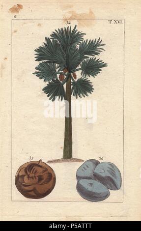 Asiatische Palmyra, Toddy Palm oder Sugar Palm Tree, Borassus flabellifer. Papierkörbe Kupferstich eines botanischen Illustration von J. Schaly von G. T. Wilhelm's 'Unterhaltungen aus der Naturgeschichte" (Enzyklopädie), Wien, 1817. Gottlieb Tobias Wilhelm (1758-1811) war ein bayerischer Priester und Naturforscher in Augsburg, wo die erste Ausgabe veröffentlicht wurde. Stockfoto