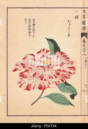 Crimson-meliert weiß Kamelie 'Kara nishiki'. . Thea japonica Nois. Flore semipleno forma. . Farbe gedruckten Holzschnitt Kupferstich von Kan'en Iwasaki von "Honzo Zufu", eine illustrierte Anleitung zu Heilpflanzen, 1884. Iwasaki (1786-1842) war ein japanischer Botaniker, Entomologe und Zoologe. Er war einer der ersten japanischen Botaniker westlichen Wissens in seine Studien zu integrieren. Stockfoto