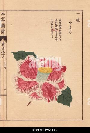 Weißen und roten Camellia 'Kokinran'. . Thea japonica Nois. forma. . Farbe gedruckten Holzschnitt Kupferstich von Kan'en Iwasaki von "Honzo Zufu", eine illustrierte Anleitung zu Heilpflanzen, 1884. Iwasaki (1786-1842) war ein japanischer Botaniker, Entomologe und Zoologe. Er war einer der ersten japanischen Botaniker westlichen Wissens in seine Studien zu integrieren. Stockfoto