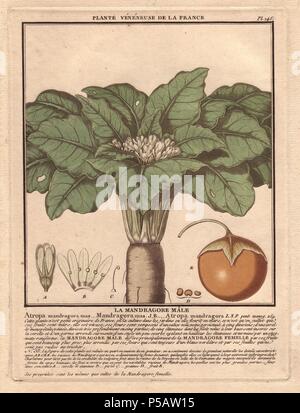 Männliche mandrake Anlage (Atropa mandragora Mandragora officinarum) oder.. . Der französische Botaniker Jean Baptiste François Pierre Bulliard wurde um 1742 geboren in La Chaume-en-Barrois (Haute Marne) und starb am 26. September 1793 in Paris. Er studierte in Angers, und später dargestellt und veröffentlicht eine Reihe von botanischen und mykologischen Arbeiten auf Französisch Flora. Er studierte Kunst und Gravur unter Francois Martinet, dem gefeierten Künstler vieler Buffon natürliche Geschichte Bücher. Stockfoto