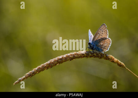 Gemeinsame Blauer Schmetterling, Hinterleuchtung von der goldenen Sonne, auf einer Leiter der Grassamen in einem wildflower Meadow Stockfoto