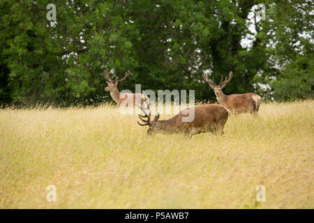 Drei rote Hirsche, Cervus elaphus, mit ihren Geweihen in Samt, die beweidung in einer Wiese. Die gesamte Bevölkerung von Rotwild größer als Stockfoto