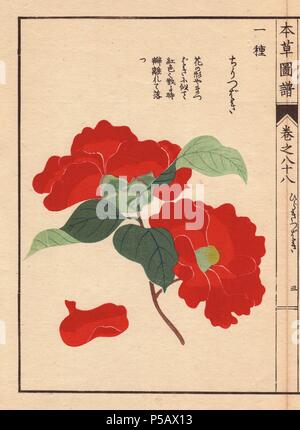 Scarlet camellia" Chiri tsubaki". . Thea japonica Nois. Var. . . Farbe gedruckten Holzschnitt Kupferstich von Kan'en Iwasaki von "Honzo Zufu", eine illustrierte Anleitung zu Heilpflanzen, 1884. Iwasaki (1786-1842) war ein japanischer Botaniker, Entomologe und Zoologe. Er war einer der ersten japanischen Botaniker westlichen Wissens in seine Studien zu integrieren. Stockfoto