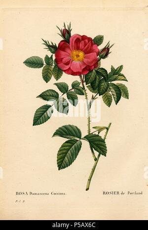 Der herzogin von Portland Rose, Rosa portlandica, Rosier de Portland. Papierkörbe Walze Kupferstich von Pierre Joseph Redoute "Les Roses", Paris, 1828. Redoute war Botanical Artist zu Marie Antoinette und Kaiserin Josephine. Malte er über 170 Aquarelle von Rosen aus den Gärten von Malmaison. Stockfoto