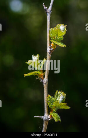 Drei neue Wachstum auf einen Wein Zweig mit Spinnennetz Stockfoto