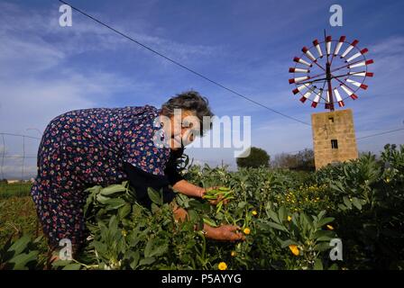 Campesina en su Huerto, Molino de Agua para Extraccion (s. XIX-XX). Cami de Sa pedra rodona.Campos.Comarca de Migjorn. Mallorca. Balearen. España. Stockfoto