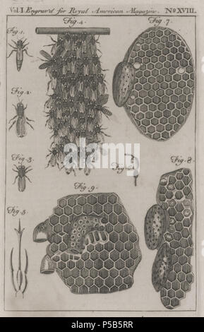 N/A. Bild Titel: Die Art und Weise, dass Bienen ihre Ruhe, &c. Bild Funktion: Platte; nach S. 464 Quelle Titel: Royal American Magazine, oder Universal Repository von Anweisung und Unterhaltung. Für Dezember, 1774. Boston: gedruckt und verkauft bei Greenleaf des Printing-Office in Union-Straße ..., 1774. 'Bild Titel aus der Seite dieses Thema aufgegriffen. Zu Paul Revere von Clarence Brigham zugeschrieben. Revere kopiert das Drucken von der Universellen Magazin, Juni 1768, Vol. 42, S. 356.'. 1774. Royal American Magazin 181 Bienen RoyalAmericanMagazine 02784003 Stockfoto