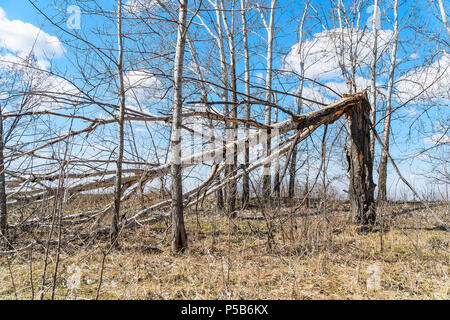 Baumstamm vom starken Wind gebrochen Stockfoto