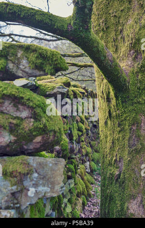 Klumpen von Moos auf Steinen und Bäumen im White Moss Spaziergänge, malerischen Wald Naherholungsgebiet in Ambleside, Lake District National Park in England Stockfoto