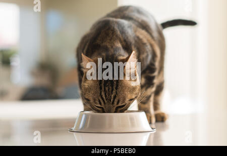 Schöne Katzen Katze Essen auf einer Metallschüssel. Niedliche Haustier. Stockfoto