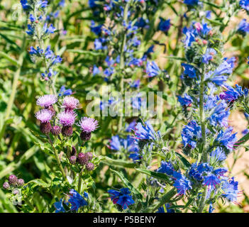 Küstenwildblumen wachsen entlang der Küste, East Lothian, Schottland, Großbritannien; Viper's Bugloss, und Disteln Stockfoto