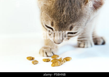 Süße kleine Abessinier kitten Essen Katzentrockenfutter isoliert. Stockfoto