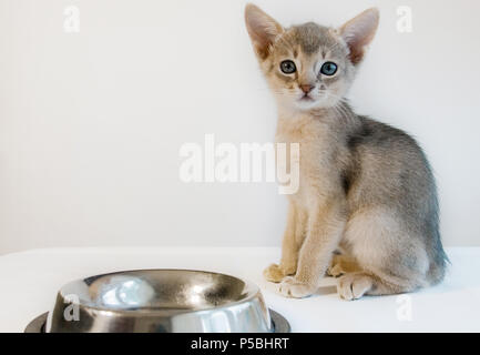 Kleinen Niedlichen Abessinier kitten vor einem leeren Schüssel sitzt isoliert. Stockfoto