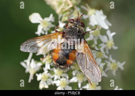 Tachina fera Fütterung auf Nektar aus einer umbellifer Blume Stockfoto