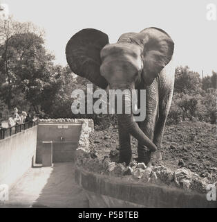 1950, Edinburgh Zoo, der Afrikanische Elefant mit seinen großen Ohren angehoben steht am Rande ihrer unverlierbaren Gehäuse. Stockfoto