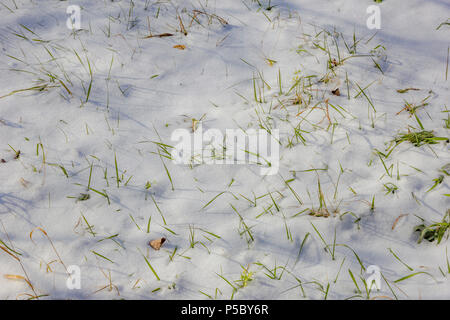 Grüne Gras mit weißen Schnee im Winter im Park bedeckt. Erste grüne Gras unter dem Schnee. Stockfoto