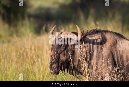 Blue Wildebeest oder brindled GNU (Connochaetes taurinus) Mund voll oder voller Mund von Gras in der freien Natur im Pilanesberg National Park, Südafrika Stockfoto