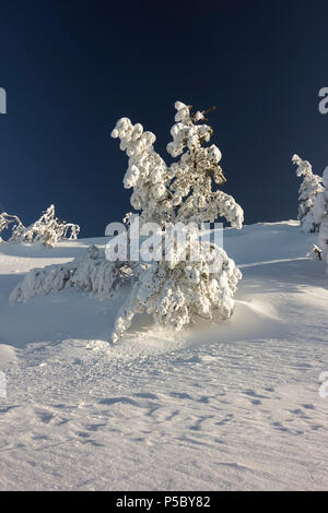 Schöne Bäume mit viel Schnee auf dem Berg Hügel bedeckt Stockfoto