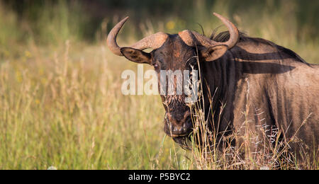 Blue Wildebeest, geblindeltes GNU (Connochaetes taurinus) mit vollem Mund oder mit Gras gefülltem Mund im wilden Pilanesberg National Park, Südafrika Stockfoto