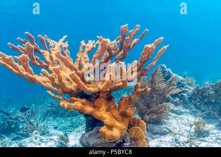 Elkhorn Korallen (Acropora Palmata) gilt als eines der wichtigsten Korallen Riff-Gebäude in der Karibik. Stockfoto