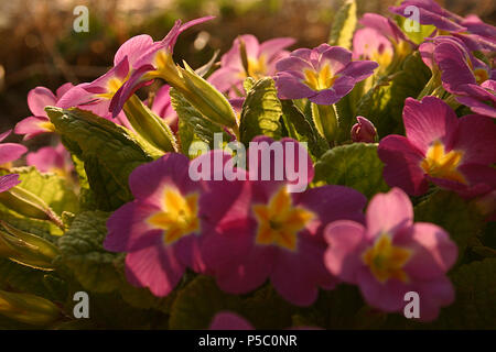 Rosa primoses Stockfoto