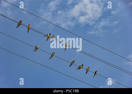 Viele Vögel sitzen auf der Power line Kabel. Blick nach oben, horizontal. Stockfoto