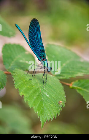 Die blaue Libelle sitzt auf einem Gras auf einer Wiese. Der Dragonfly ruht Stockfoto
