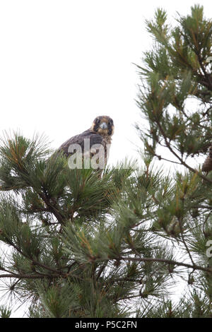 Wanderfalke Juvenile Stockfoto