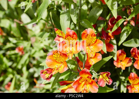 Eine Bush von orange Alstromeria Orange genannt Herrlichkeit Blumen in einem Garten Stockfoto