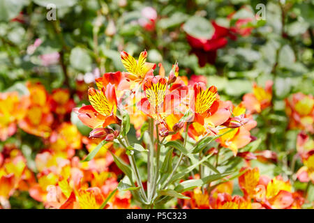 Eine Bush von orange Alstromeria Orange genannt Herrlichkeit Blumen in einem Garten Stockfoto