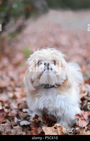 Adorable blonde Shih Tzu in bunte Blätter im Herbst. Stockfoto