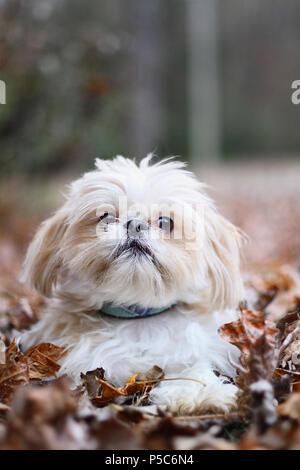Adorable blonde Shih Tzu in bunte Blätter im Herbst. Stockfoto
