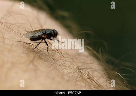 Fliegen sitzt auf der menschlichen Haut. Stockfoto