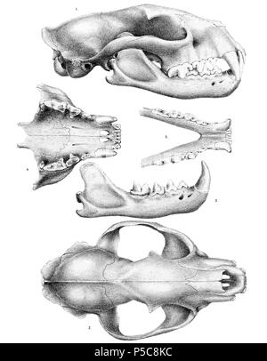 N/A. Englisch: Schädel (Fossa Cryptoprocta ferox (Tier)) Français: Crâne de (Fossa Cryptoprocta ferox (Tier)). Im Jahr 1868 veröffentlicht. Pieter Willem Marinus Trap (1821 - 1905) Beschreibung der Niederländischen lithograph Datum der Geburt / Tod 1821 1905 Ort der Geburt / Tod Leiden Leiden Arbeit Lage Leiden (1836-1905) Kontrolle: Q 30304094 VIAF: 49105378 ISNI: 0000 0000 5464 5841 BPN: 19576712 RKD: 78094 Koninklijke: 070497540 Nederlands: Steendrukkerij van Pieter Willem Marinus Trap (1821-1905) Englisch: Lithographie von Pieter Willem Marinus Trap (1821-1905), abgekürzt "teendr v. P.W.M. Tra Stockfoto