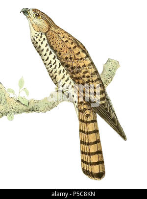 N/A. Englisch: Falco punctatus (Mauritius Kestrel), erwachsenen männlichen Français: Falco punctatus (Crécerelle de Maurice), mâle adulte. Im Jahr 1868 veröffentlicht. John gerrard Keulemans (1842-1912) Alternative Namen Johannes Gerardus Keulemans; J. G. Keulemans Beschreibung niederländische Ornithologe und Künstler Geburtsdatum / Tod vom 8. Juni 1842 29. Dezember 1912 Ort der Geburt / Tod Rotterdam London Authority control: Q 1335286 VIAF: 42113661 ISNI: 0000 0000 6313 981 X ULAN: 500041975 98083374 LCCN: keine NLA: 35268760 WorldCat, gestochen von Steendrukkerij v. P.W.M. Trap, François P.L. Pollen & D.C. van Dam 5. Stockfoto