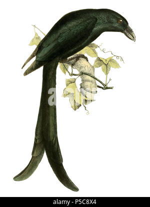 N/A. Englisch: Dicrurus waldeni=Dicrurus waldenii (Mayotte Drongo), erwachsenen männlichen Français: Dicrurus waldeni=Dicrurus waldenii (Drongo de Mayotte), mâle adulte. Im Jahr 1868 veröffentlicht. John gerrard Keulemans (1842-1912) Alternative Namen Johannes Gerardus Keulemans; J. G. Keulemans Beschreibung niederländische Ornithologe und Künstler Geburtsdatum / Tod vom 8. Juni 1842 29. Dezember 1912 Ort der Geburt / Tod Rotterdam London Authority control: Q 1335286 VIAF: 42113661 ISNI: 0000 0000 6313 981 X ULAN: 500041975 98083374 LCCN: keine NLA: 35268760 WorldCat, gestochen von Steendrukkerij v. P.W.M. Trap, in Fr Stockfoto