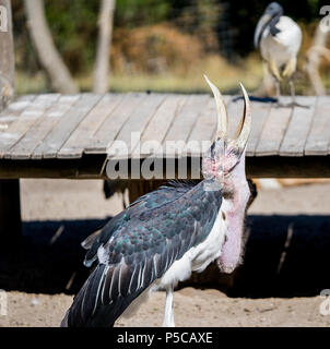Eine seltsame Art von Vogel mit einer seltsamen Schnabel verbiegen Stockfoto
