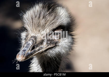 Angesichts einer Strauß in einem Zoo in der Nähe von Kapstadt, Südafrika Stockfoto