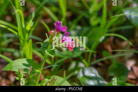 Rosa und blaue Blumen Unbefleckt lungenkraut oder Suffolk lungenkraut Pulmonaria obskura im Frühjahr Stockfoto