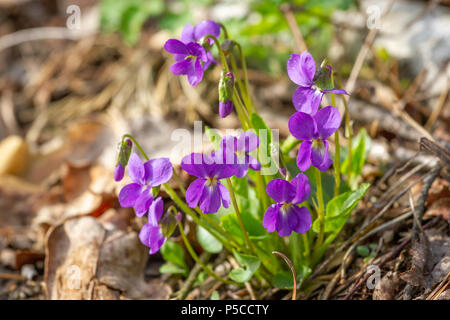 Frühling Natur gemeinsame Veilchen Hintergrund. Viola Odorata Blumen im Garten. Selektiver Fokus Stockfoto