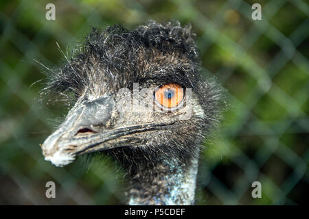 Porträt eines Emu (Dromaius Novaehollandiae) Stockfoto