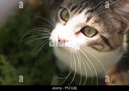 Schön und nett gerettet Tabby Kitten im Freien genießen des Heiligtums Garten mit der Sonne im Gesicht. Saronida, Griechenland. Stockfoto