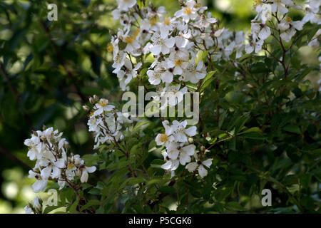 Wild Rose Blumen in voller Blüte Stockfoto