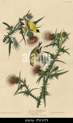 N/A. Platte 33 der Vögel von Amerika von John James Audubon Darstellung American Goldfinch. 10 Februar 2011, 16:48 (UTC). 33 American Goldfinch.jpg: John James Audubon (1785-1851) Alternative Namen Geburt Name: Jean-Jacques - Fougère Audubon Beschreibung amerikanische Ornithologe, Naturalist, Jäger und Maler Geburtsdatum / Tod 26. April 1785 vom 27. Januar 1851 Ort der Geburt / Todes Les Cayes (Haiti) New York City Standort Louisville, New Orleans, New York City, Florida Authority control: Q 182882 VIAF: 14765625 ISNI: 0000 0001 1040 5836 ULAN: 500016578 79018677 LCCN: n NLA: 35010139 Worl Stockfoto