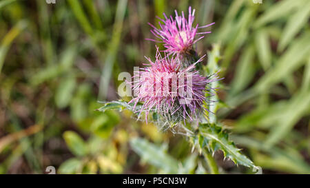 Rosa Blüte Thistle auch als Common Thistle oder Virginia Thistle bekannt. Stockfoto