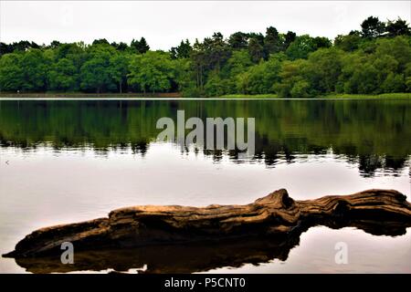 Seeblick Reflexionen blue sky Vegetation Stockfoto