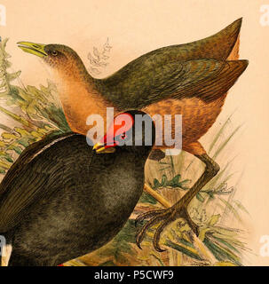 N/A. Englisch: "Amaurornis Isabellina" = Amaurornis isabellina (Isabelline Bush-hen) Français: "Amaurornis Isabellina" = Amaurornis Râle isabellina (Isabelle). 1898. Adolf Bernhard Meyer (1840 - 1911) Alternative Namen Adolf Meyer; Meyer; Aron Baruch Meyer Beschreibung deutscher Anthropologe, Ornithologen und entomologe Geburtsdatum / Tod 11. Oktober 1840 22. August 1911 Ort der Geburt / Tod Hamburg Dresden Authority control: Q 63167 VIAF: 2771337 ISNI: 0000 0001 1884 017 X LCCN: n 88610072 NLA: 36478721 Open Library: OL 165142 ein WorldCat Lionel William Wiglesworth (1865 - 1901) Stockfoto