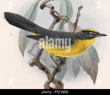 N/A. Englisch: "Setophaga lacrymosa" = Basileuterus lachrymosus (Fan-tailed Warbler (Parulidae)) Français: "Setophaga lacrymosa" = (Basileuterus lachrymosus Paruline des Rochers). 1902. John gerrard Keulemans (1842-1912) Alternative Namen Johannes Gerardus Keulemans; J. G. Keulemans Beschreibung niederländische Ornithologe und Künstler Geburtsdatum / Tod vom 8. Juni 1842 29. Dezember 1912 Ort der Geburt / Tod Rotterdam London Authority control: Q 1335286 VIAF: 42113661 ISNI: 0000 0000 6313 981 X ULAN: 500041975 98083374 LCCN: keine NLA: 35268760 WorldCat 175 Basileuterus lachrymosus 1902 Stockfoto