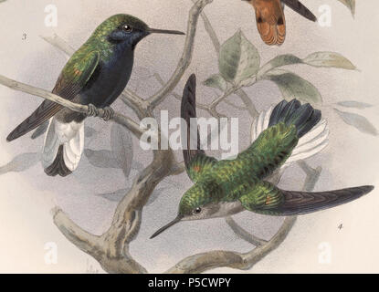N/A. Englisch: "Eupherusa nigriventris" = Eupherusa nigriventris (Black-bellied Kolibri) - Männliche und weibliche Français: "Eupherusa nigriventris" = Eupherusa nigriventris (Colibri à Ventre noir)-mâle et Femelle. 1902. John gerrard Keulemans (1842-1912) Alternative Namen Johannes Gerardus Keulemans; J. G. Keulemans Beschreibung niederländische Ornithologe und Künstler Geburtsdatum / Tod vom 8. Juni 1842 29. Dezember 1912 Ort der Geburt / Tod Rotterdam London Authority control: Q 1335286 VIAF: 42113661 ISNI: 0000 0000 6313 981 X ULAN: 500041975 98083374 LCCN: keine NLA: 35268760 WorldCat 535 Eupher Stockfoto
